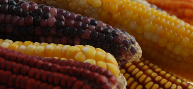 Evitemos una crisis alimentaria en nuestro país.