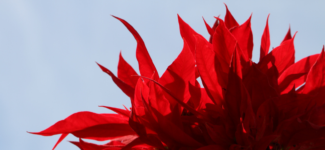 La bella Cuetlaxóchitl, Nochebuena, Poinsettia.